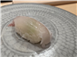 sea bass sushi